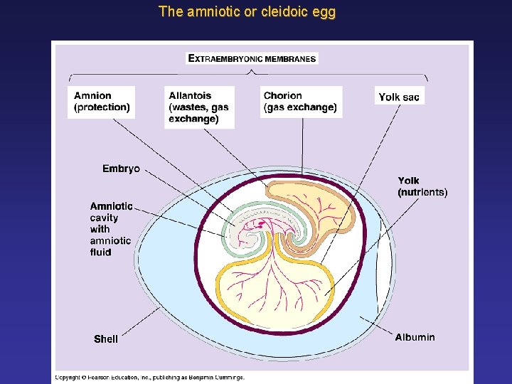 The amniotic or cleidoic egg 