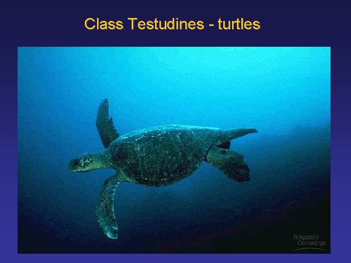 Class Testudines - turtles 