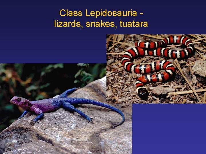 Class Lepidosauria lizards, snakes, tuatara 
