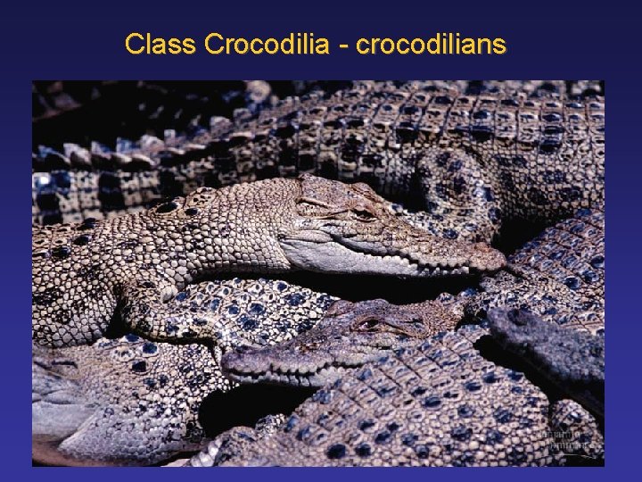 Class Crocodilia - crocodilians 