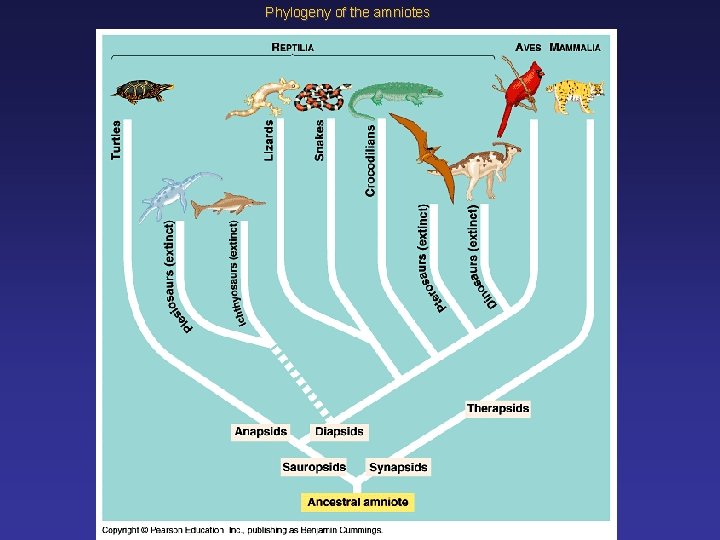 Phylogeny of the amniotes 