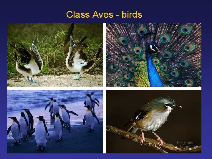 Class Aves - birds 