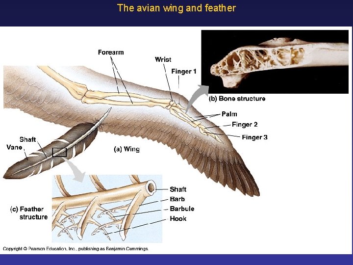 The avian wing and feather 