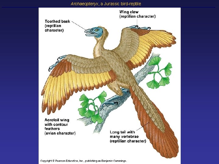 Archaeopteryx, a Jurassic bird-reptile 