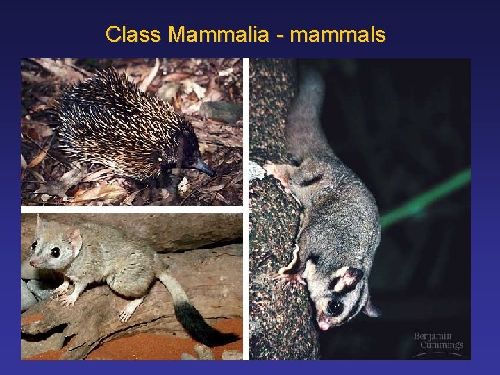 Class Mammalia - mammals 