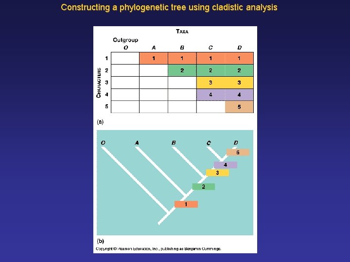 Constructing a phylogenetic tree using cladistic analysis 