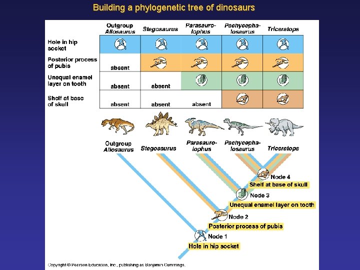 Building a phylogenetic tree of dinosaurs 