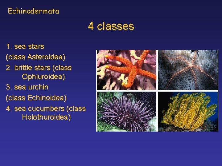 Echinodermata 4 classes 1. sea stars (class Asteroidea) 2. brittle stars (class Ophiuroidea) 3.