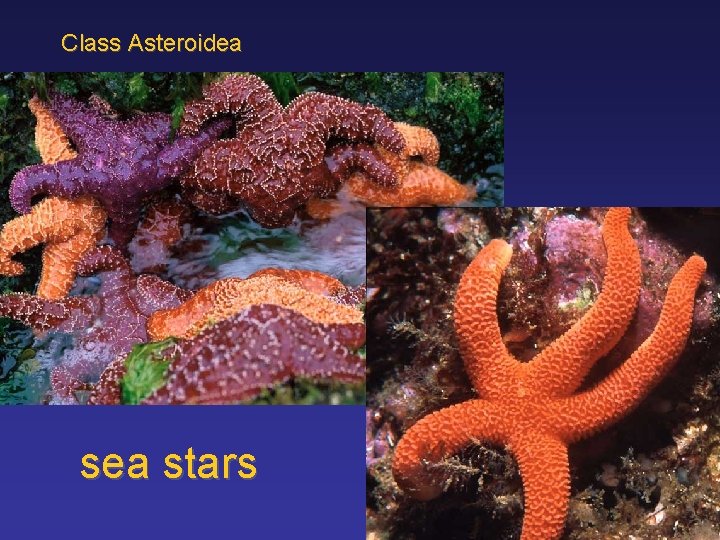 Class Asteroidea stars 