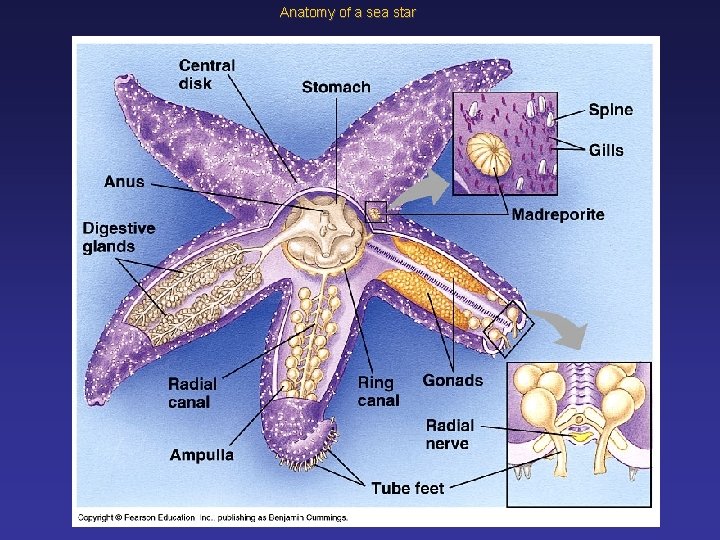 Anatomy of a sea star 