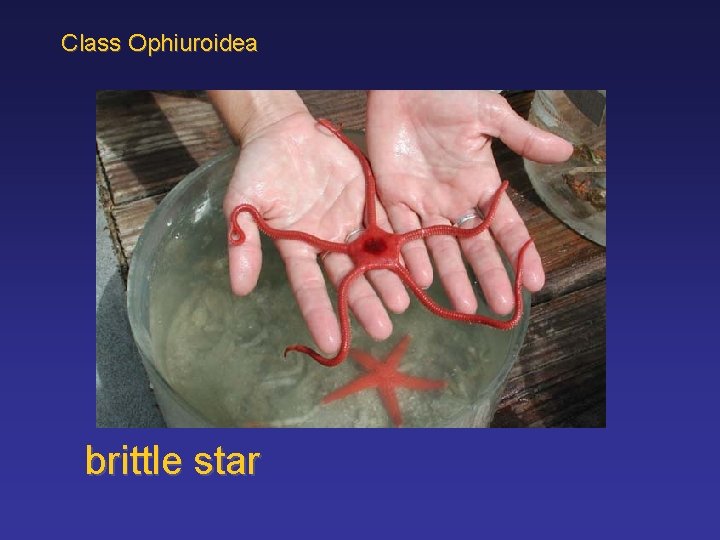 Class Ophiuroidea brittle star 