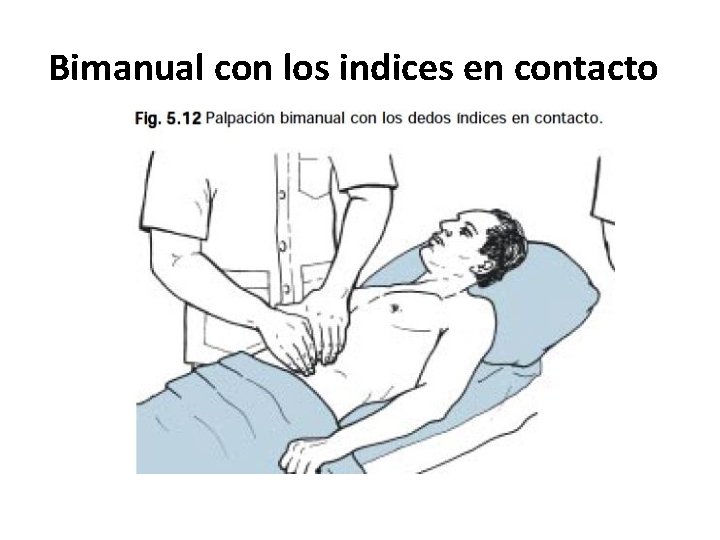 Bimanual con los indices en contacto 