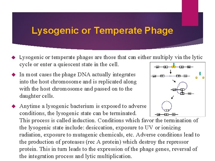 Lysogenic or Temperate Phage Lysogenic or temperate phages are those that can either multiply