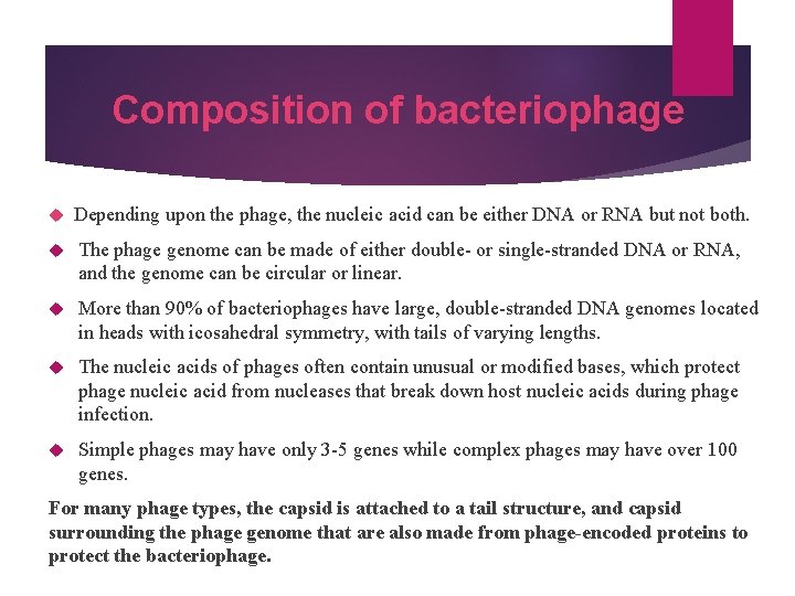 Composition of bacteriophage Depending upon the phage, the nucleic acid can be either DNA