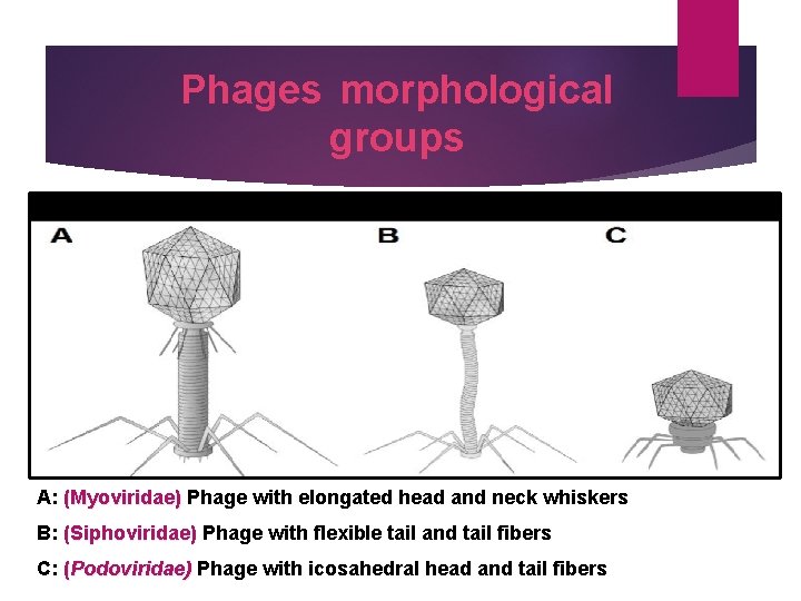 Phages morphological groups A: (Myoviridae) Phage with elongated head and neck whiskers (Myoviridae) B: