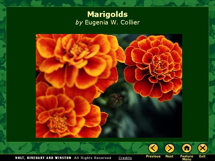 Marigolds by Eugenia W. Collier 