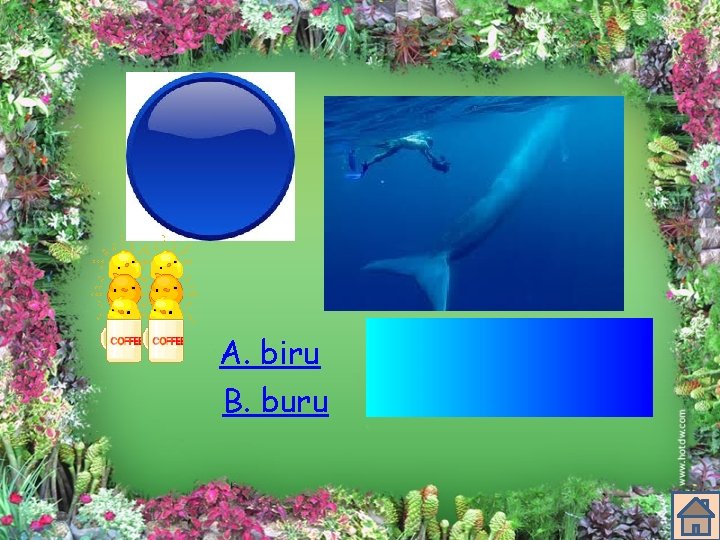 A. biru B. buru 