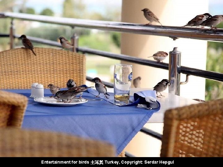 Entertainment for birds 土耳其 Turkey, Copyright: Serdar Hepgul 