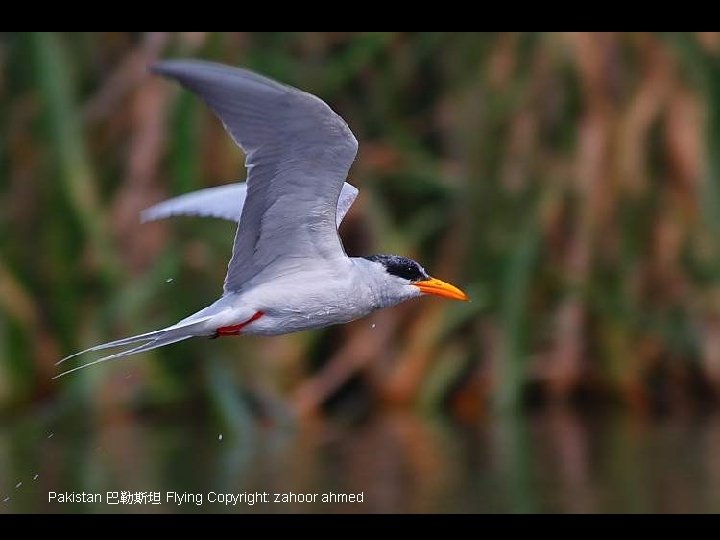 Pakistan 巴勒斯坦 Flying Copyright: zahoor ahmed 