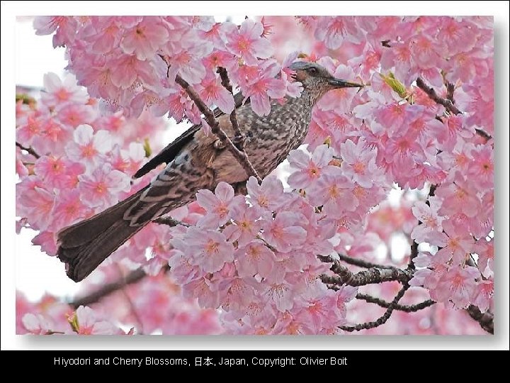 Hiyodori and Cherry Blossoms, 日本, Japan, Copyright: Olivier Boit 