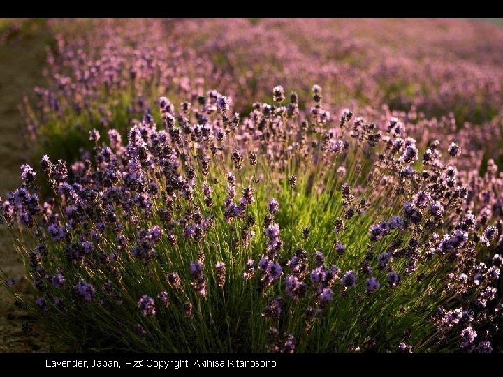 Lavender, Japan, 日本 Copyright: Akihisa Kitanosono 