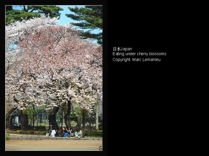 日本Japan Eating under cherry blossoms Copyright: Marc Lemahieu 
