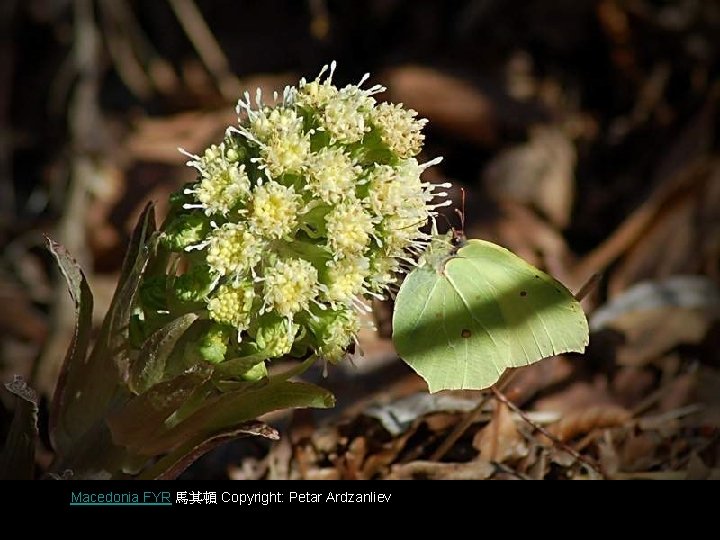 Macedonia FYR 馬其頓 Copyright: Petar Ardzanliev 