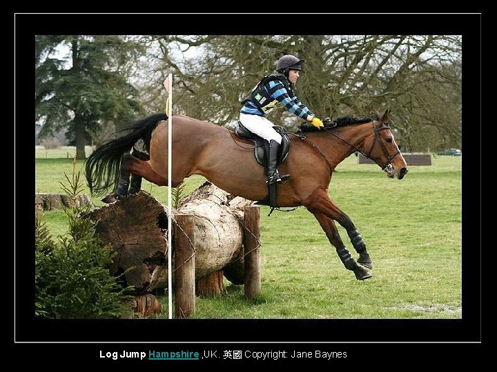 Log Jump Hampshire , UK. 英國 Copyright: Jane Baynes 