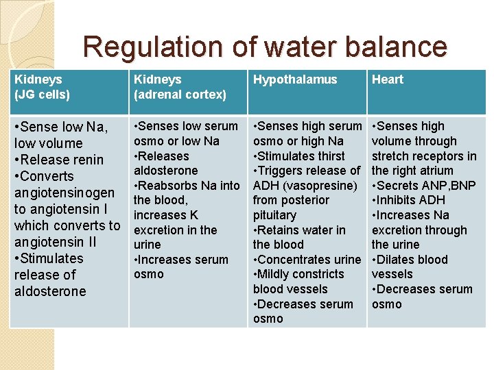 Regulation of water balance Kidneys (JG cells) Kidneys (adrenal cortex) Hypothalamus Heart • Sense