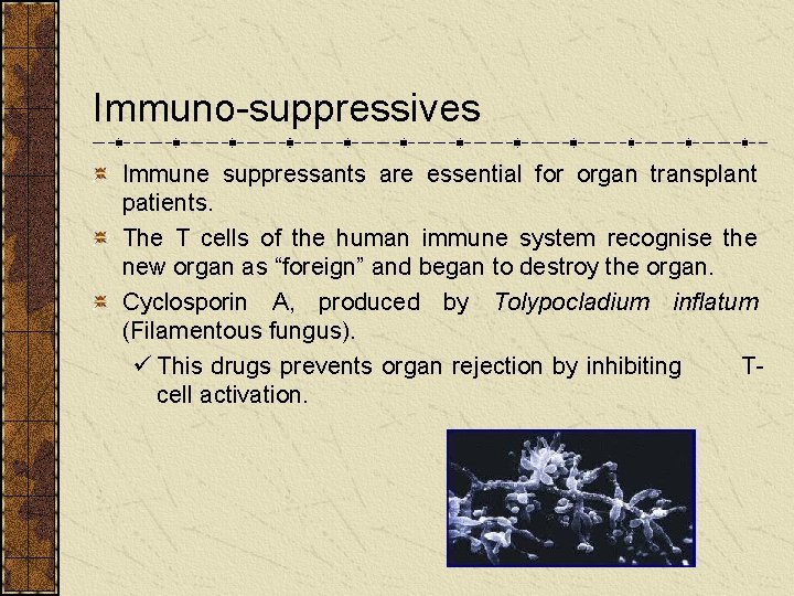 Immuno-suppressives Immune suppressants are essential for organ transplant patients. The T cells of the