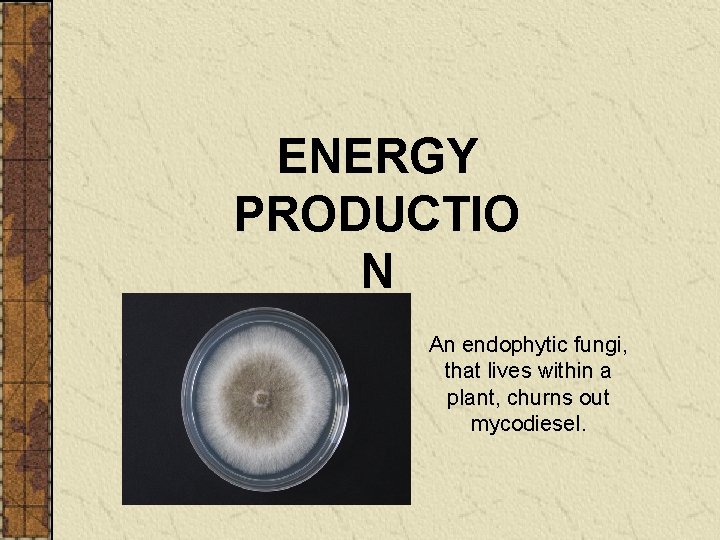 ENERGY PRODUCTIO N An endophytic fungi, that lives within a plant, churns out mycodiesel.