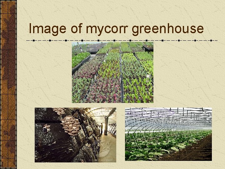 Image of mycorr greenhouse 