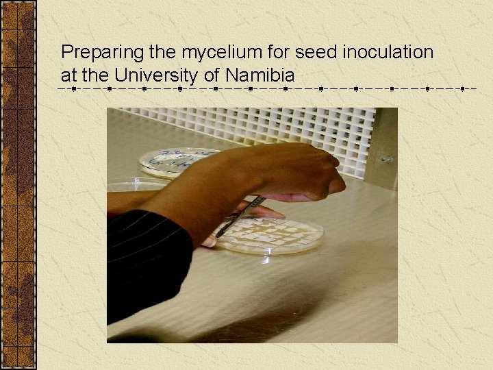 Preparing the mycelium for seed inoculation at the University of Namibia 