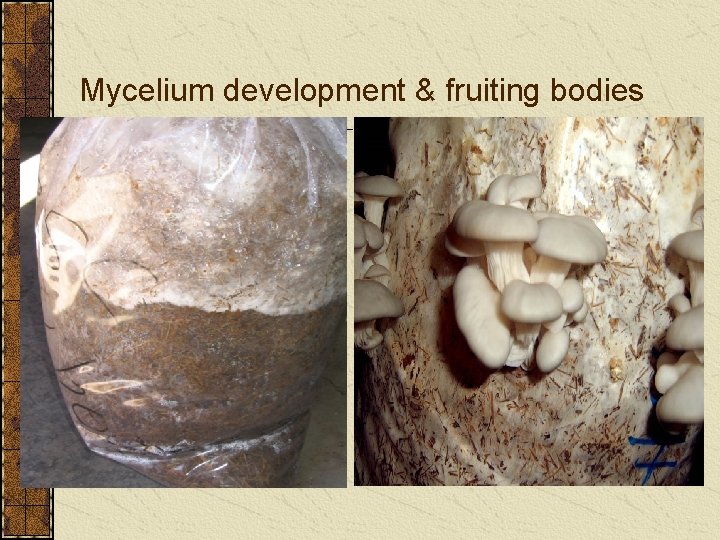 Mycelium development & fruiting bodies 