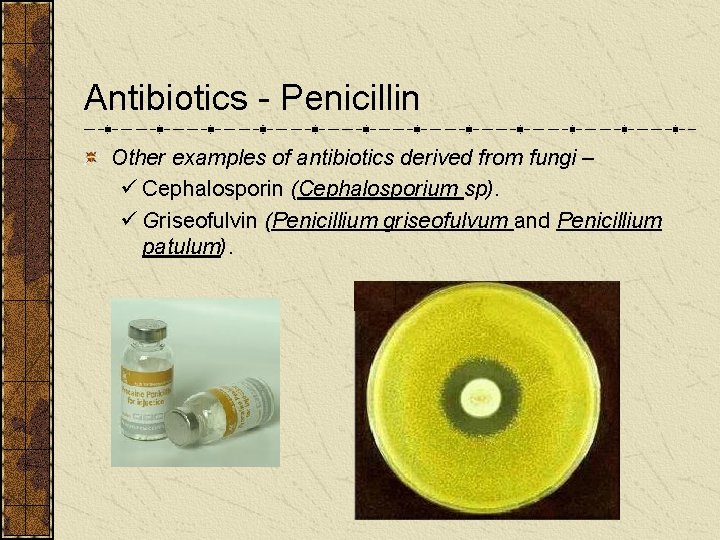 Antibiotics - Penicillin Other examples of antibiotics derived from fungi – ü Cephalosporin (Cephalosporium