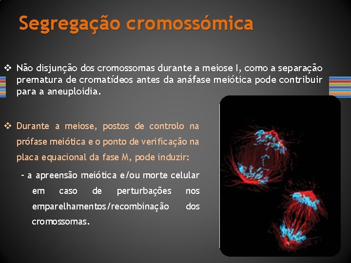Segregação cromossómica v Não disjunção dos cromossomas durante a meiose I, como a separação