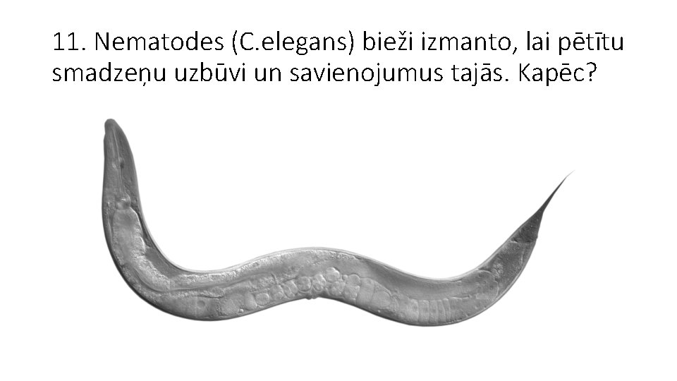 11. Nematodes (C. elegans) bieži izmanto, lai pētītu smadzeņu uzbūvi un savienojumus tajās. Kapēc?