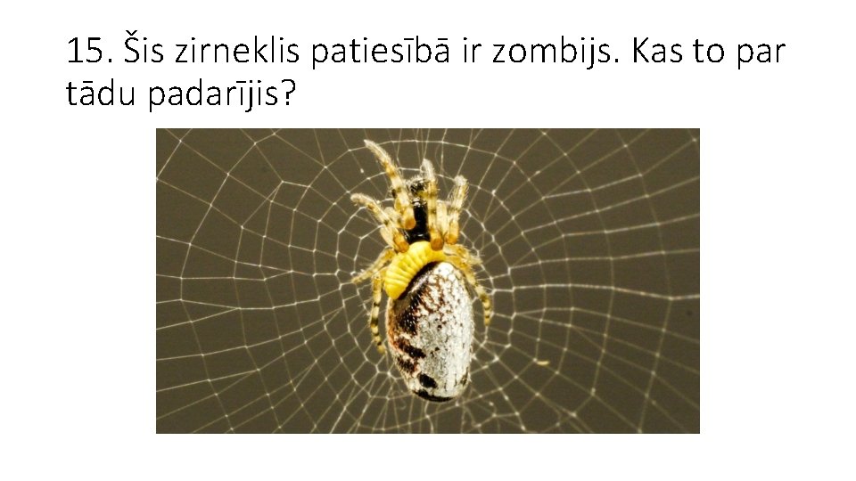 15. Šis zirneklis patiesībā ir zombijs. Kas to par tādu padarījis? 