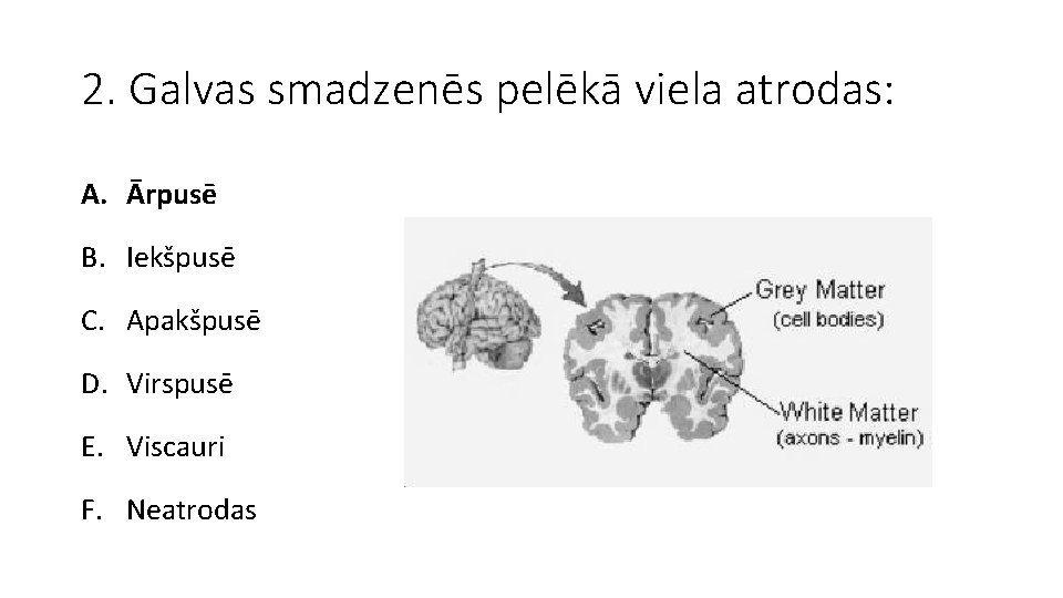 2. Galvas smadzenēs pelēkā viela atrodas: A. Ārpusē B. Iekšpusē C. Apakšpusē D. Virspusē