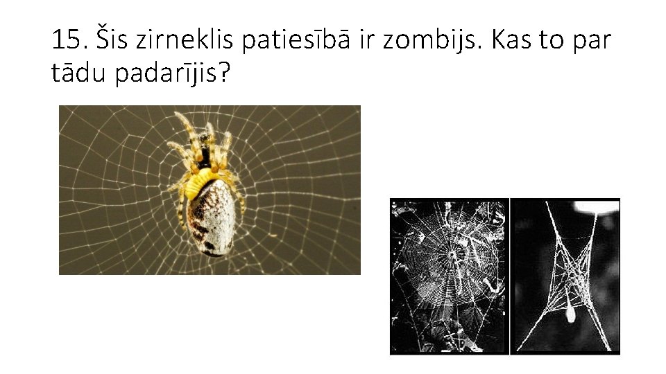 15. Šis zirneklis patiesībā ir zombijs. Kas to par tādu padarījis? 