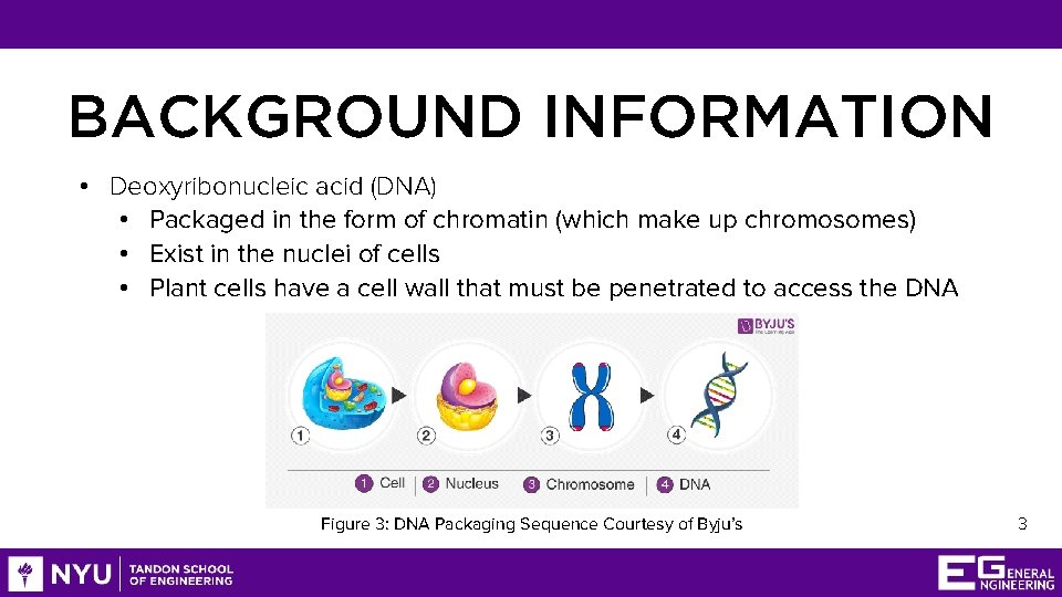 BACKGROUND INFORMATION • Deoxyribonucleic acid (DNA) • Packaged in the form of chromatin (which