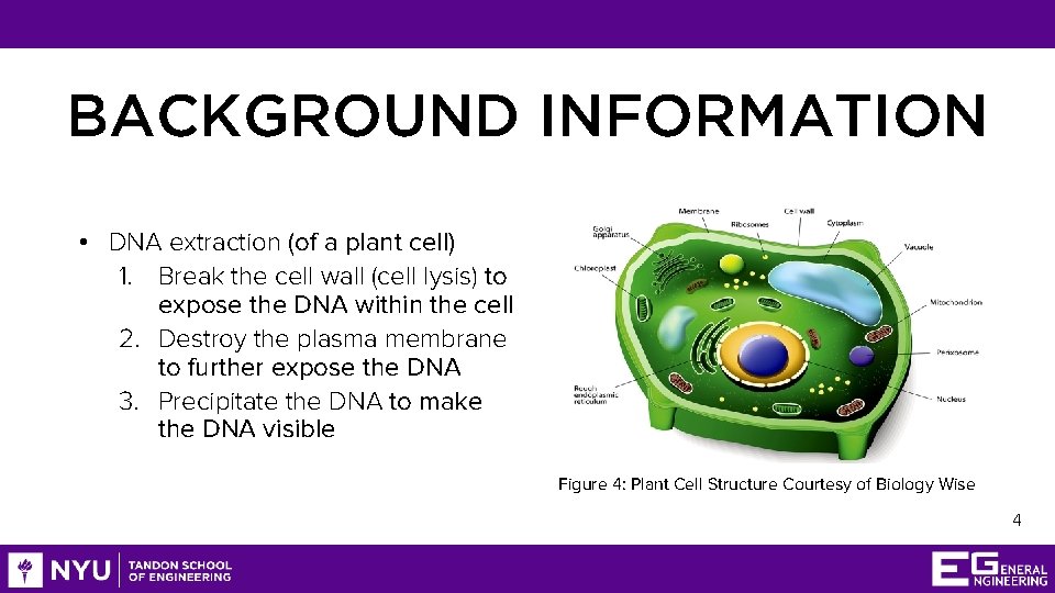 BACKGROUND INFORMATION • DNA extraction (of a plant cell) 1. Break the cell wall