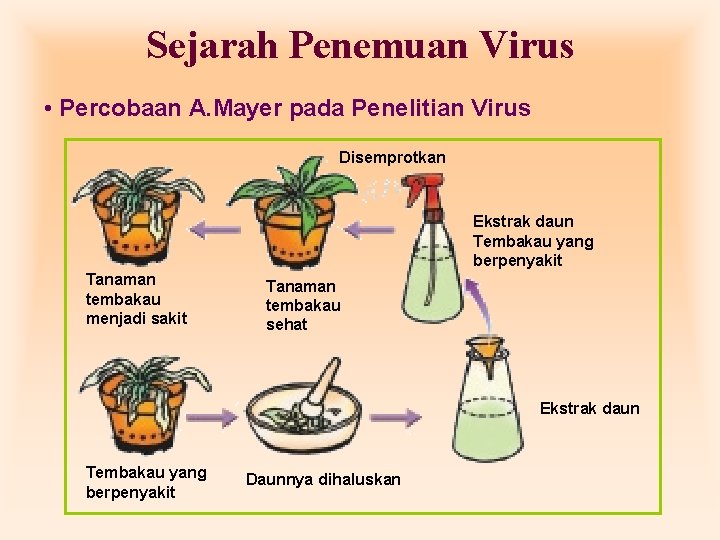Sejarah Penemuan Virus • Percobaan A. Mayer pada Penelitian Virus Disemprotkan Ekstrak daun Tembakau Sejarah Penemuan Virus • Percobaan A. Mayer pada Penelitian Virus Disemprotkan Ekstrak daun Tembakau