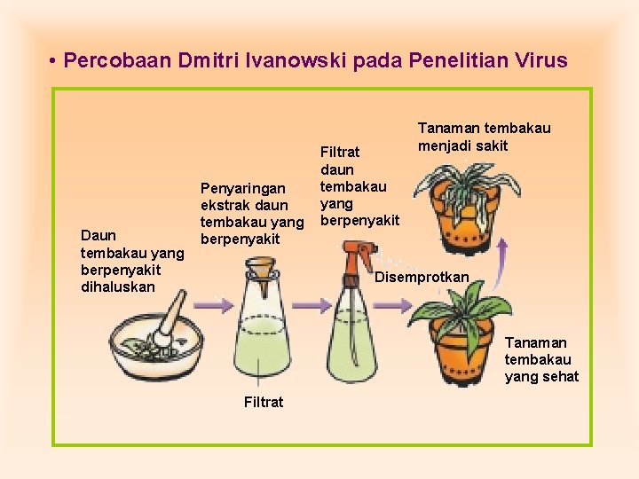• Percobaan Dmitri Ivanowski pada Penelitian Virus Daun tembakau yang berpenyakit dihaluskan Penyaringan • Percobaan Dmitri Ivanowski pada Penelitian Virus Daun tembakau yang berpenyakit dihaluskan Penyaringan