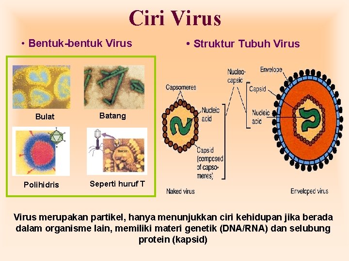 Ciri Virus • Bentuk-bentuk Virus Bulat Polihidris • Struktur Tubuh Virus Batang Seperti huruf Ciri Virus • Bentuk-bentuk Virus Bulat Polihidris • Struktur Tubuh Virus Batang Seperti huruf