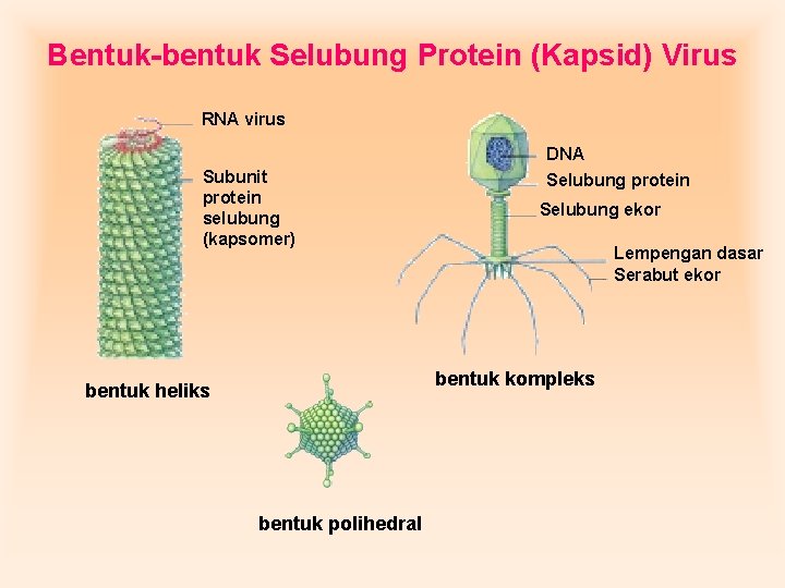 Bentuk-bentuk Selubung Protein (Kapsid) Virus RNA virus Subunit protein selubung (kapsomer) DNA Selubung protein Bentuk-bentuk Selubung Protein (Kapsid) Virus RNA virus Subunit protein selubung (kapsomer) DNA Selubung protein