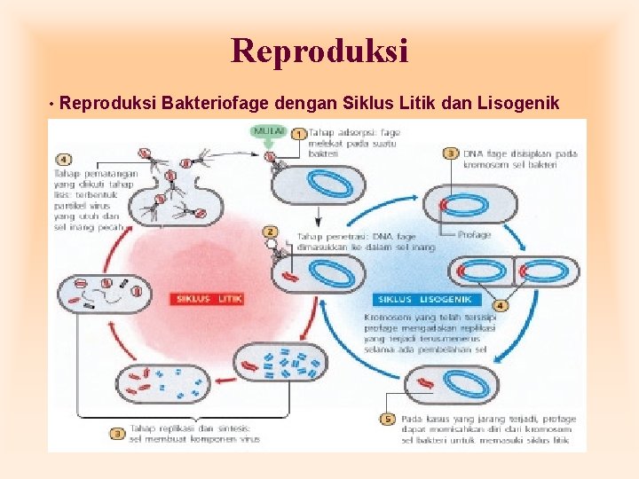 Reproduksi • Reproduksi Bakteriofage dengan Siklus Litik dan Lisogenik Reproduksi • Reproduksi Bakteriofage dengan Siklus Litik dan Lisogenik