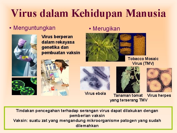 Virus dalam Kehidupan Manusia • Menguntungkan • Merugikan Virus berperan dalam rekayasa genetika dan Virus dalam Kehidupan Manusia • Menguntungkan • Merugikan Virus berperan dalam rekayasa genetika dan