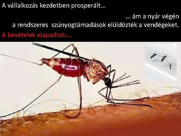 A vállalkozás kezdetben prosperált…… … ám a nyár végén a rendszeres szúnyogtámadások elüldözték a A vállalkozás kezdetben prosperált…… … ám a nyár végén a rendszeres szúnyogtámadások elüldözték a