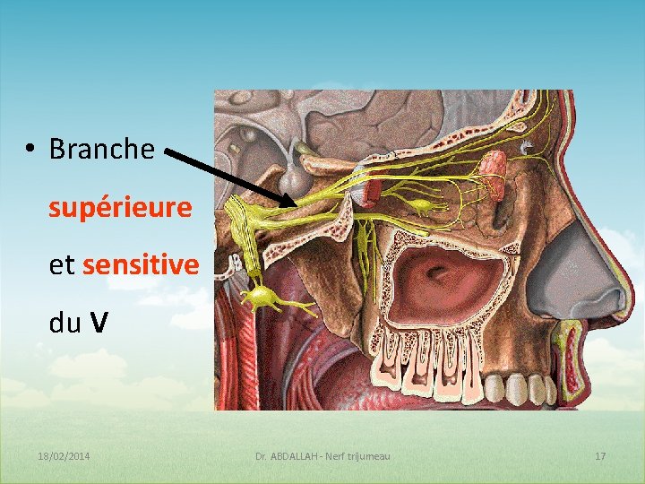  • Branche supérieure et sensitive du V 18/02/2014 Dr. ABDALLAH - Nerf trijumeau